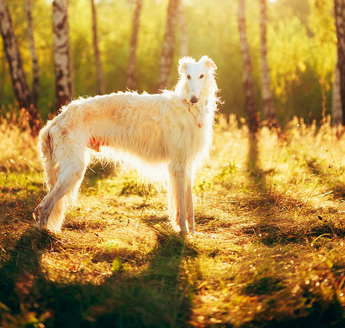 Borzoi Dog Breed Information, Pictures, Characteristics & Facts - DogTime