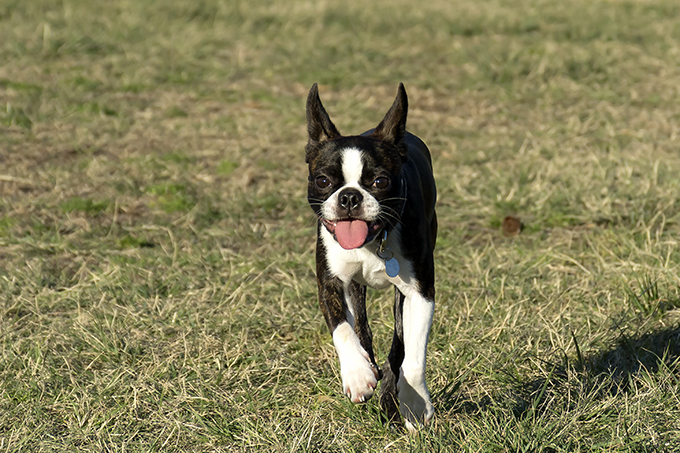 Boston Terrier Puppies: Cute Pictures And Facts - DogTime