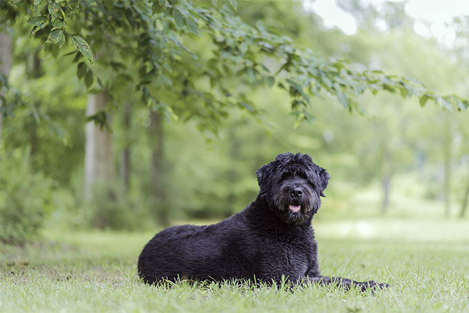 Bouvier Des Floundres Dog Breed Picture