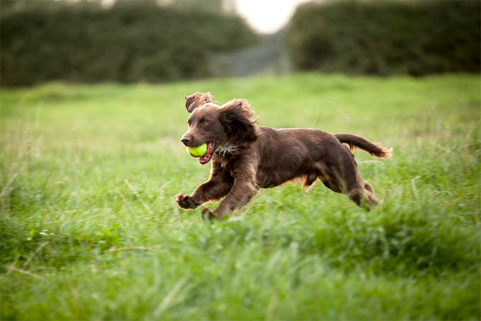 are boykin spaniels playful pets