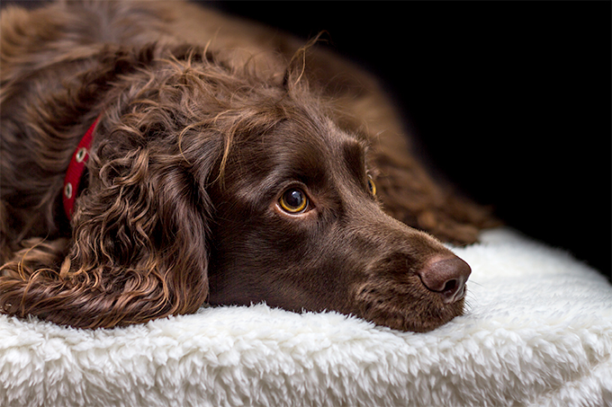 Boykin Spaniel Dog Breed Information, Pictures, Characteristics & Facts ...