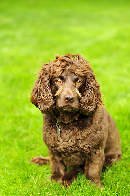 are boykin spaniels playful pets