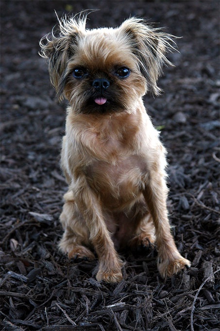 are brussels griffon and terrier mix hypoallergenic