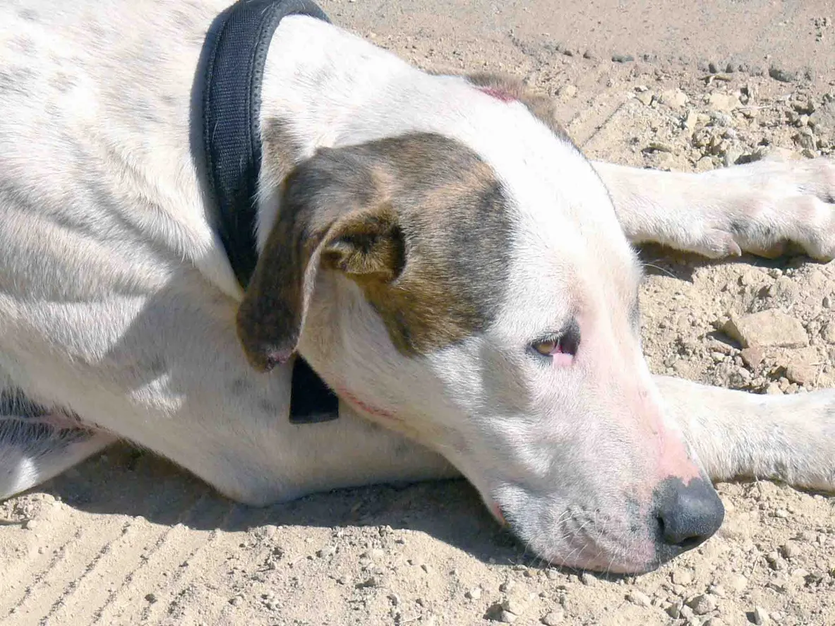 Bull Arab Hybrid Dog Breed Pictures