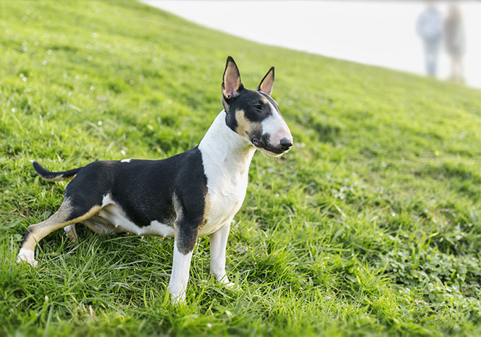 are bull terriers good with children