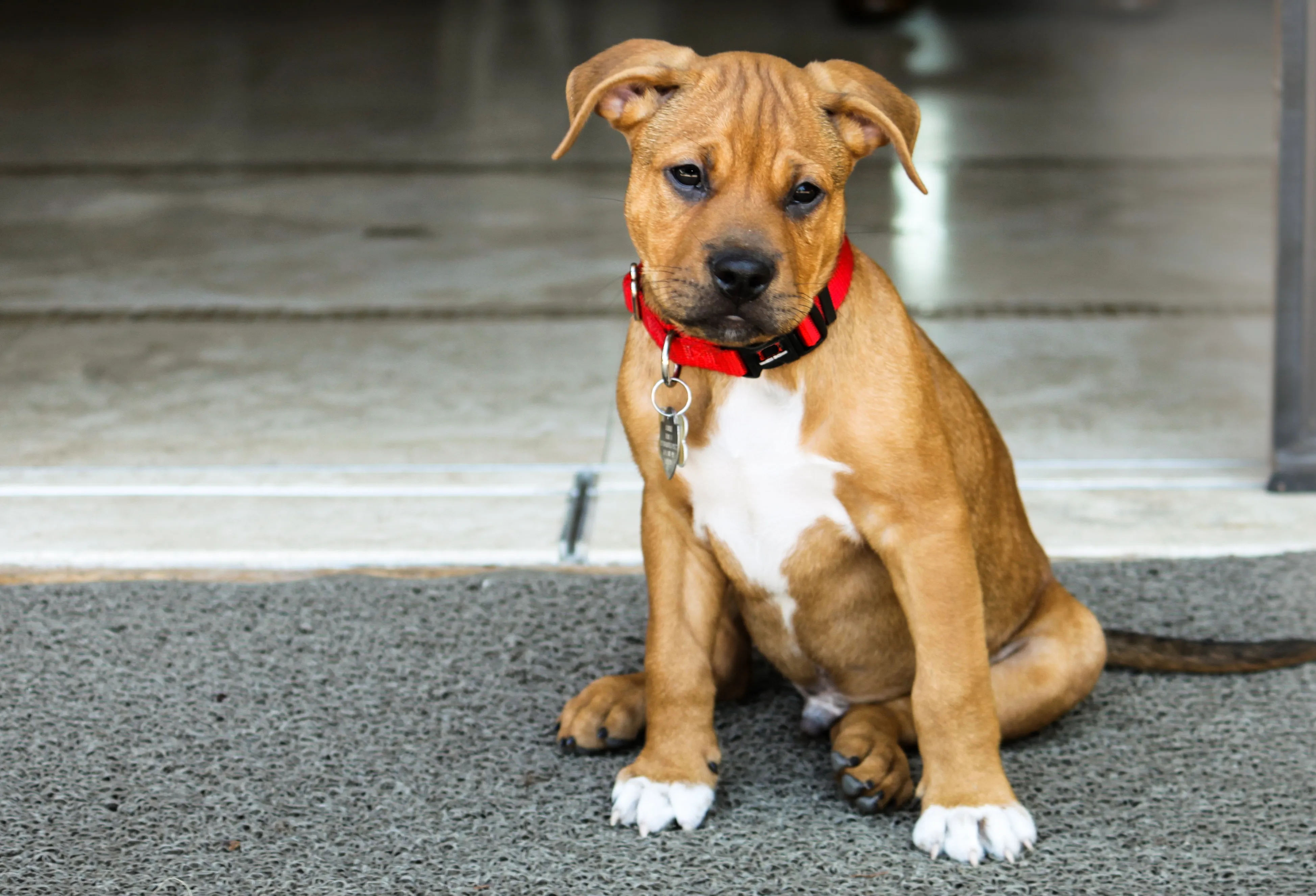Bull Terrier Boxer Mix Puppies