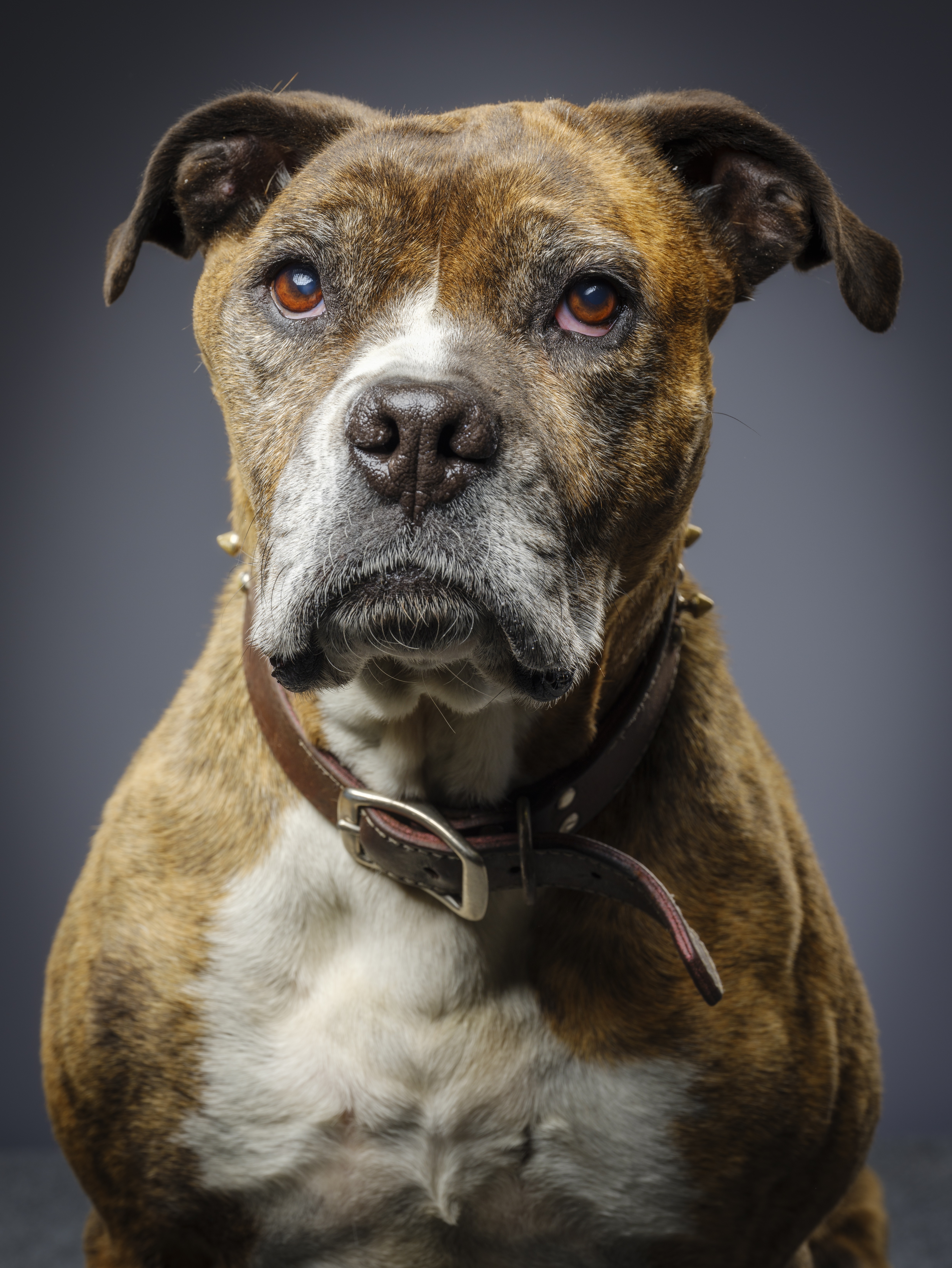 Bullboxer Pit Mixed Dog Breed Pictures