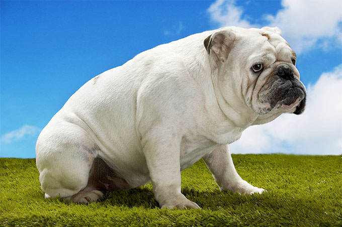 are english bulldogs purebred