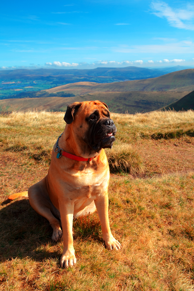 are bullmastiff noisy