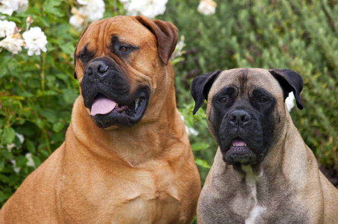 Bullmastiff Dog Breed Information, Pictures, Characteristics & Facts