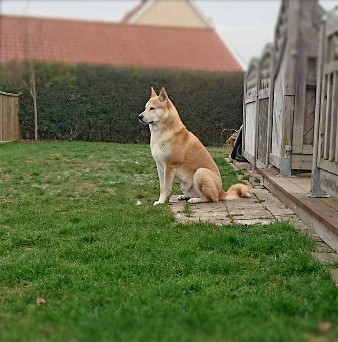 are bananas good for the canaan dog