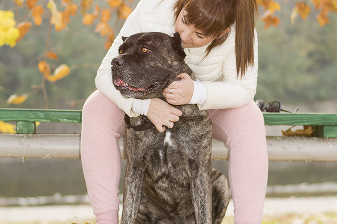 Cane Corso Dog Breed Information, Pictures, Characteristics & Facts