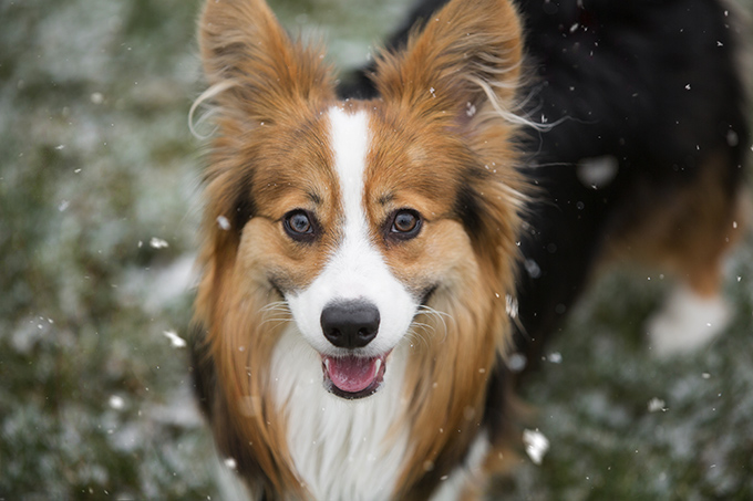 Cardigan Welsh Corgi Dog Breed Information, Pictures, Characteristics ...