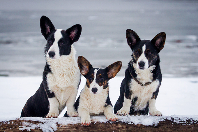 does the cardigan welsh corgi have canine distemper