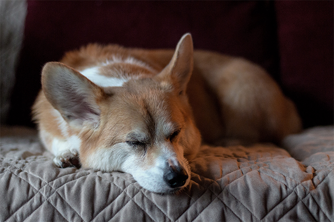 Cardigan Welsh Corgi Dog Breed Information, Pictures, Characteristics ...