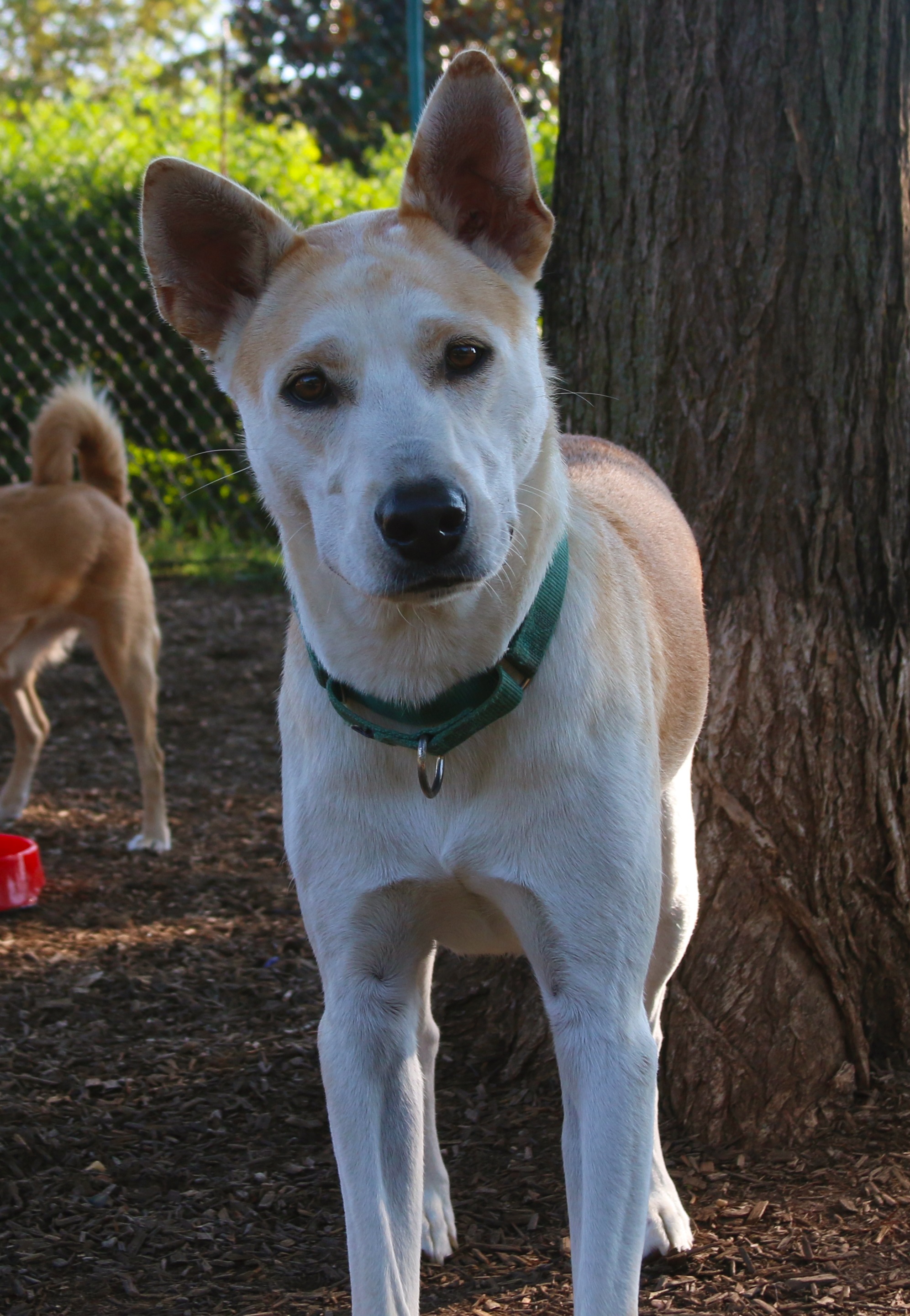 can carolina dog be red