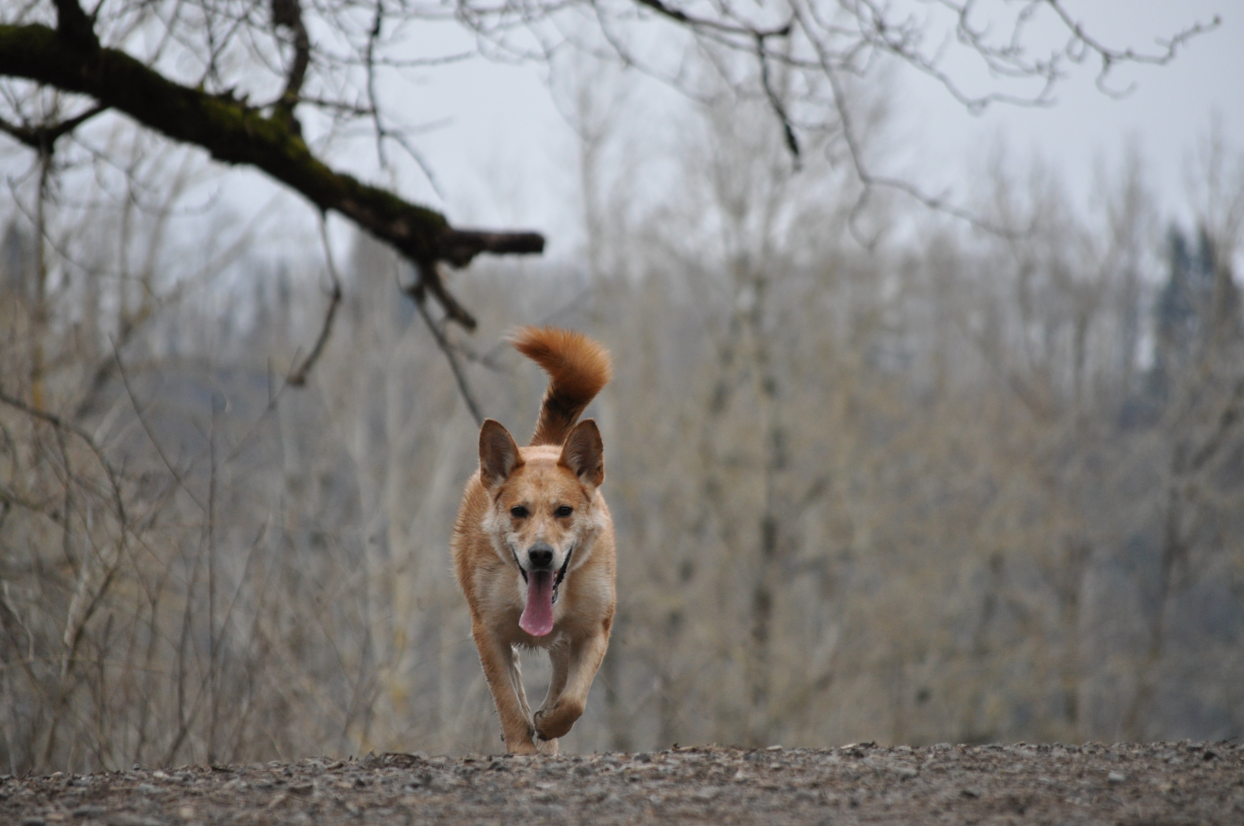 can carolina dog be red