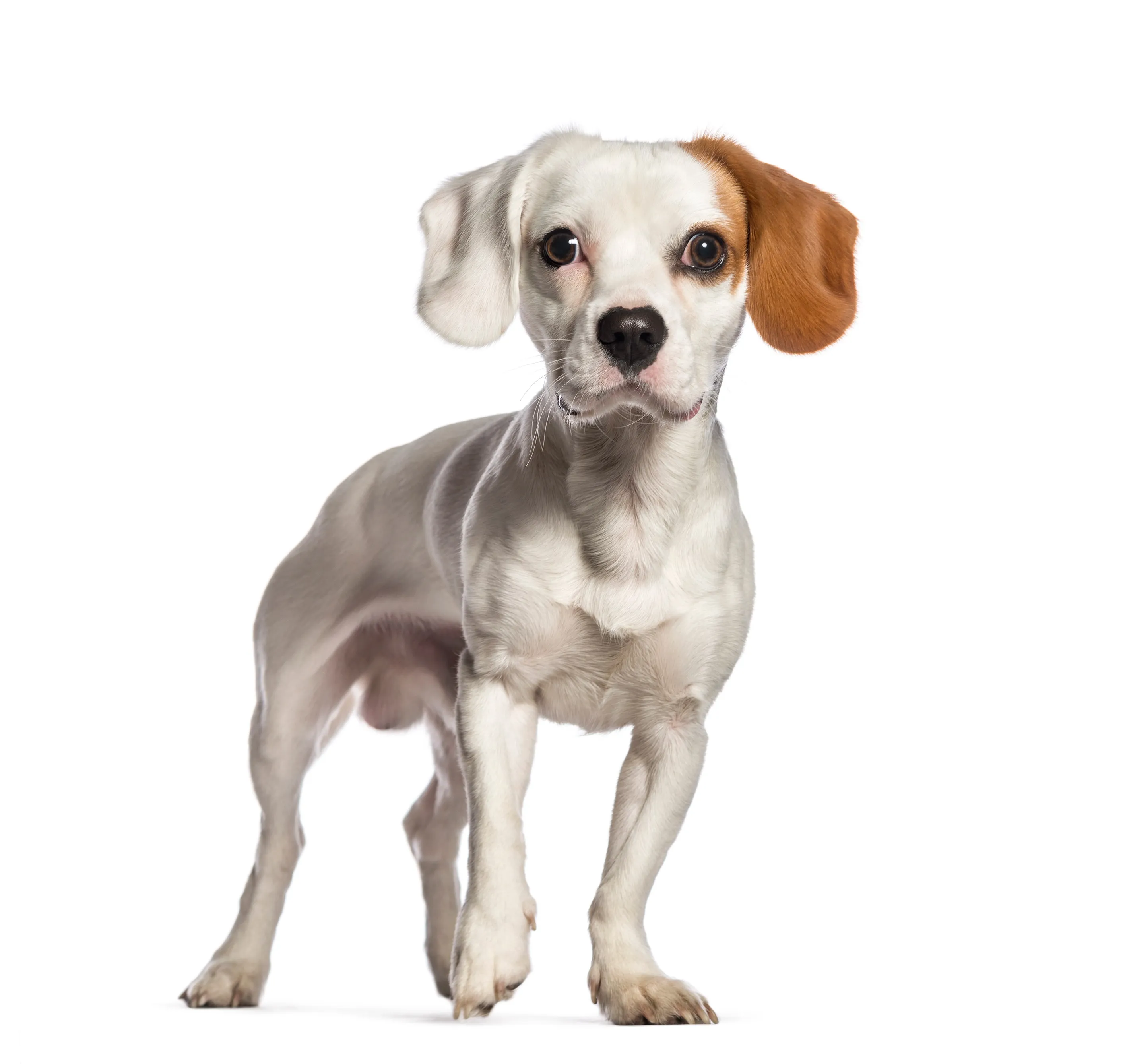 jack russell terrier mixed breeds
