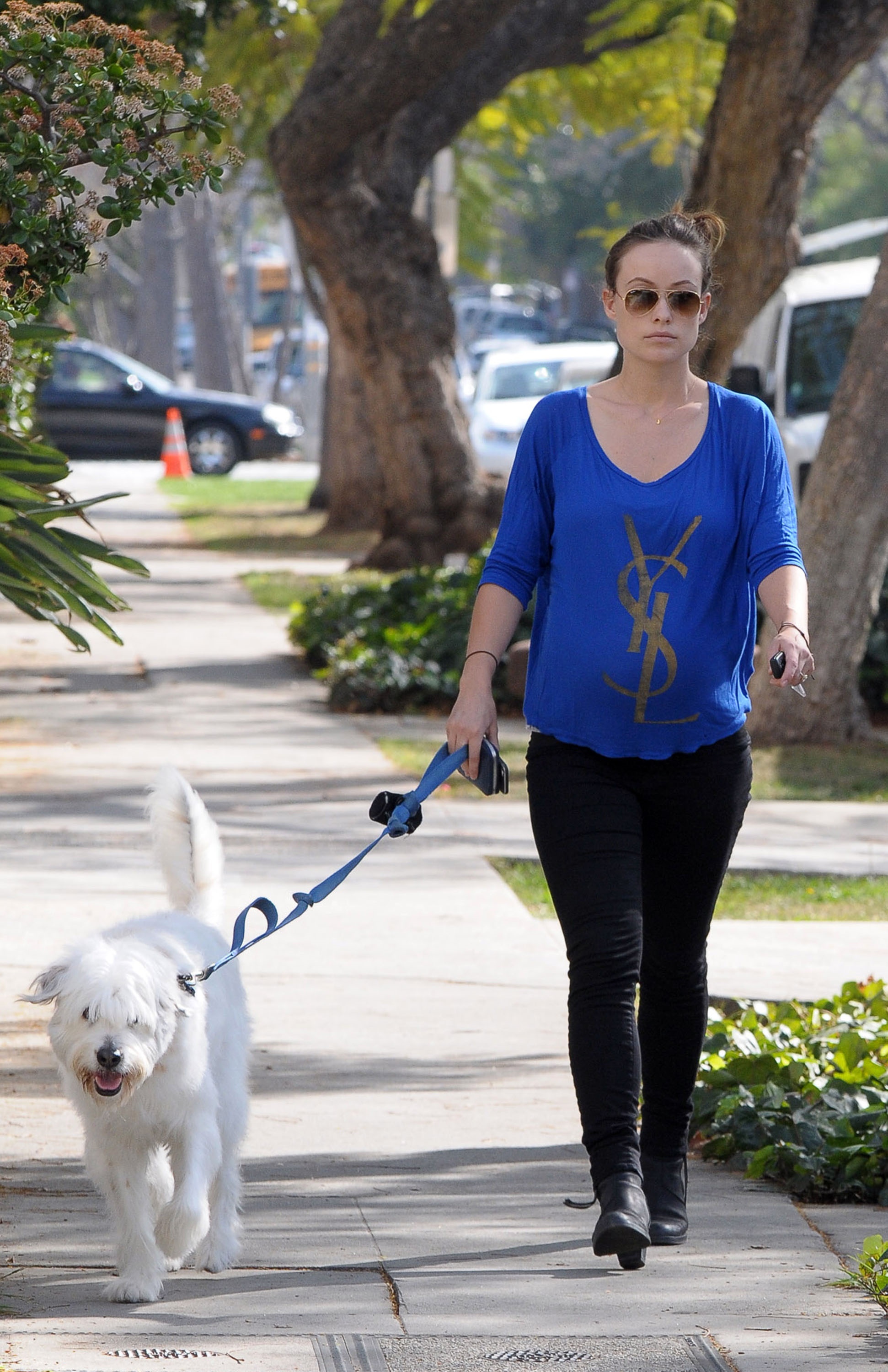 Olivia Wilde Walking Her Pup, Paco