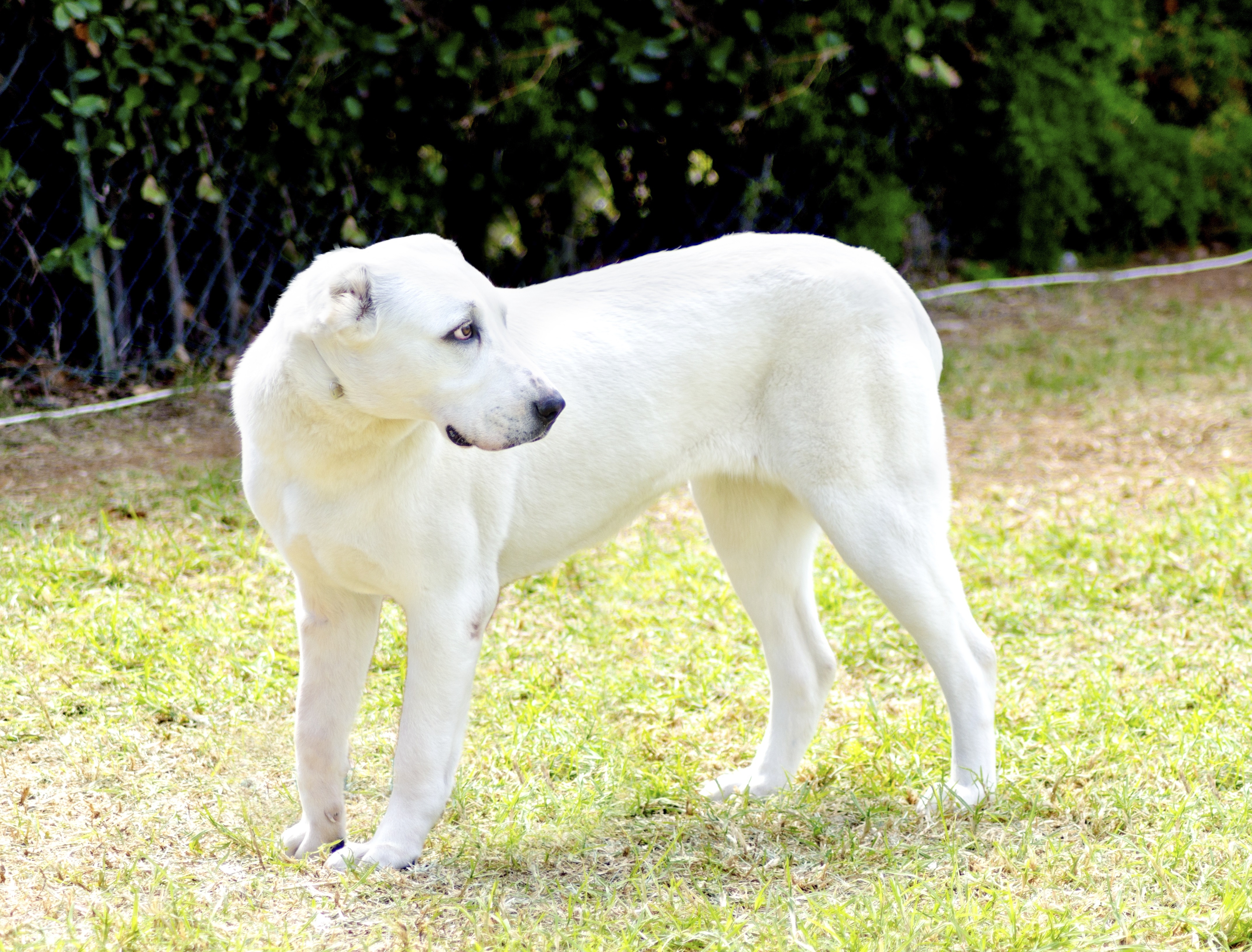 are asian shepherds aggressive