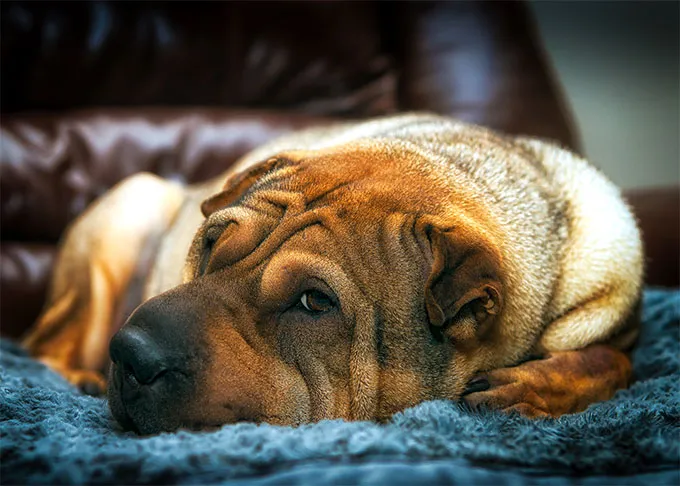 does the shar pei attack intruders