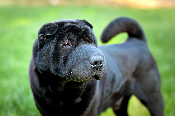 Chinese Shar-Pei Dog Breed Information, Pictures, Characteristics ...