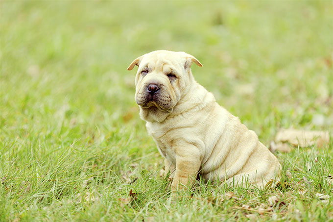 are chinese shar pei noisy