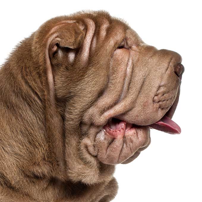 are chinese shar pei noisy