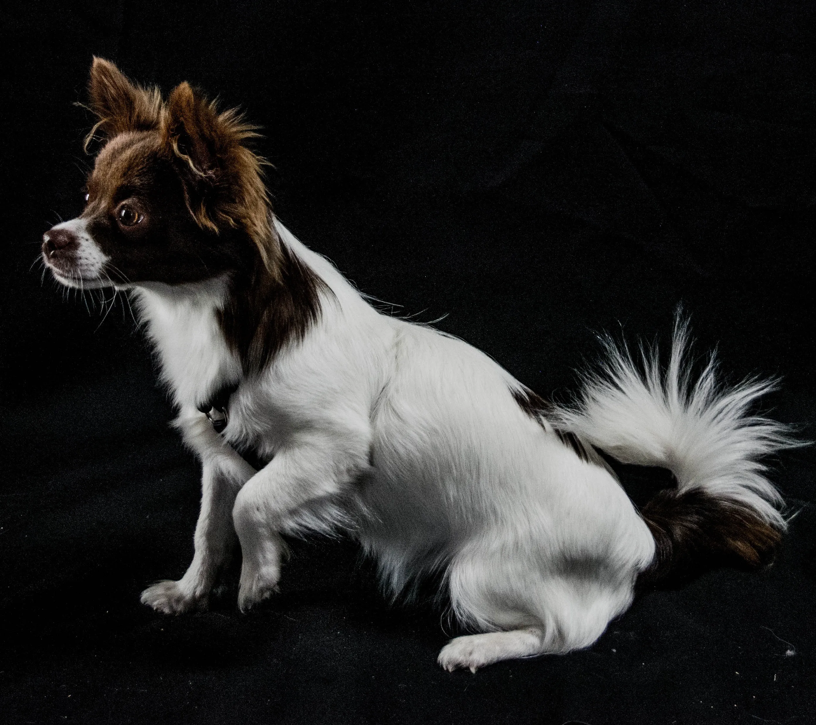 Chion Mixed Dog Breed Pictures