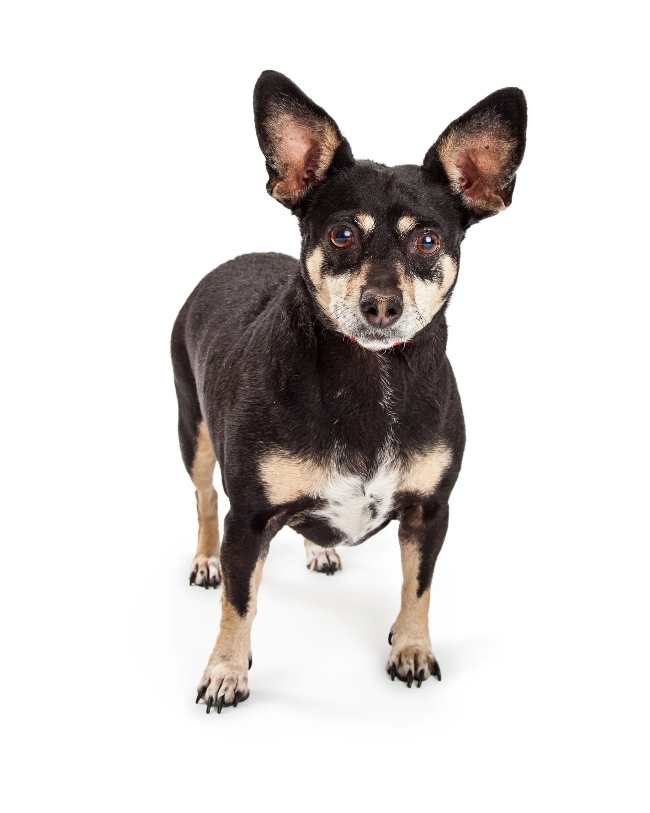 what is a chihuahua min pin mix? 2
