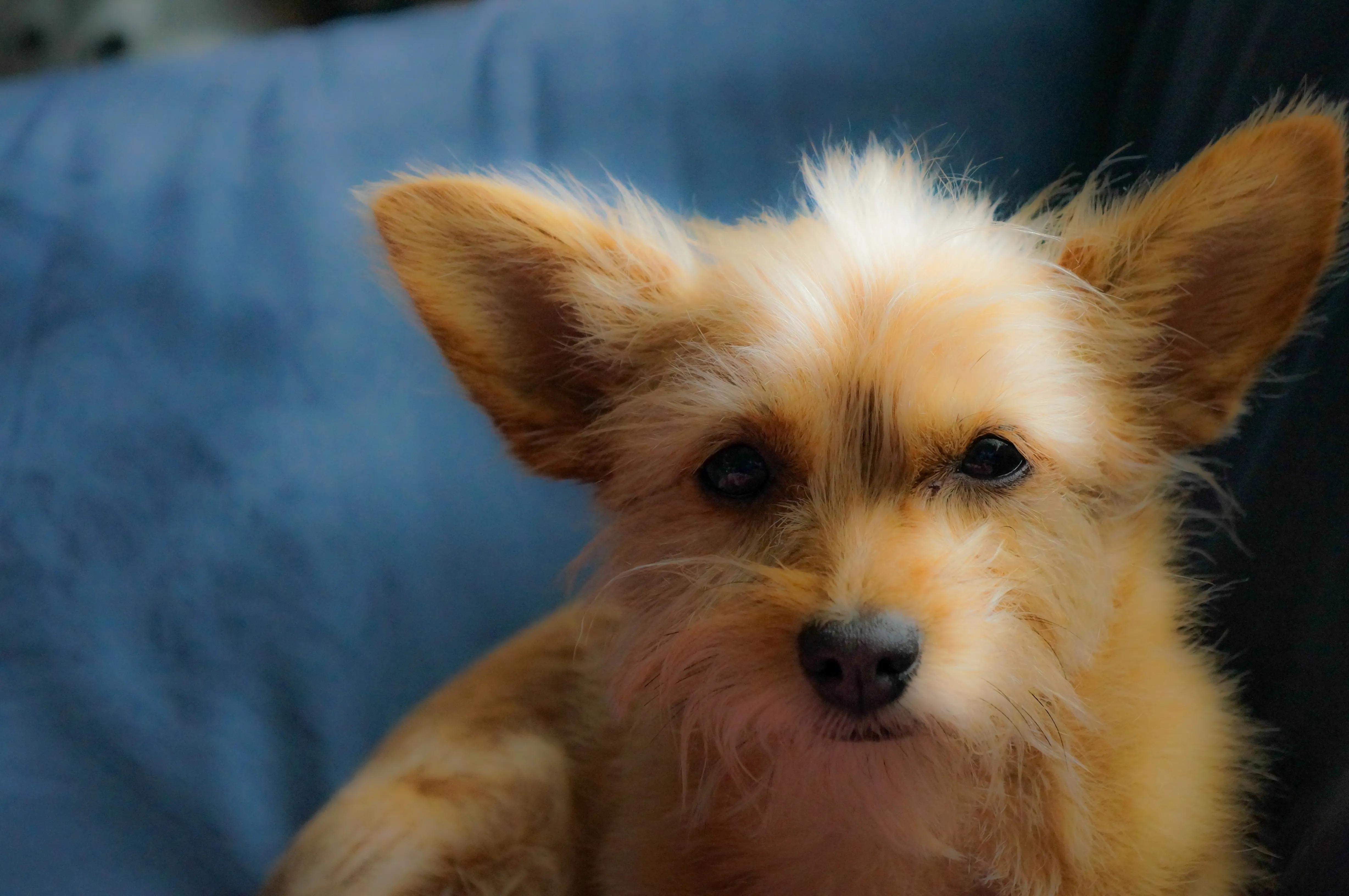 what is a chihuahua yorkie mix called?