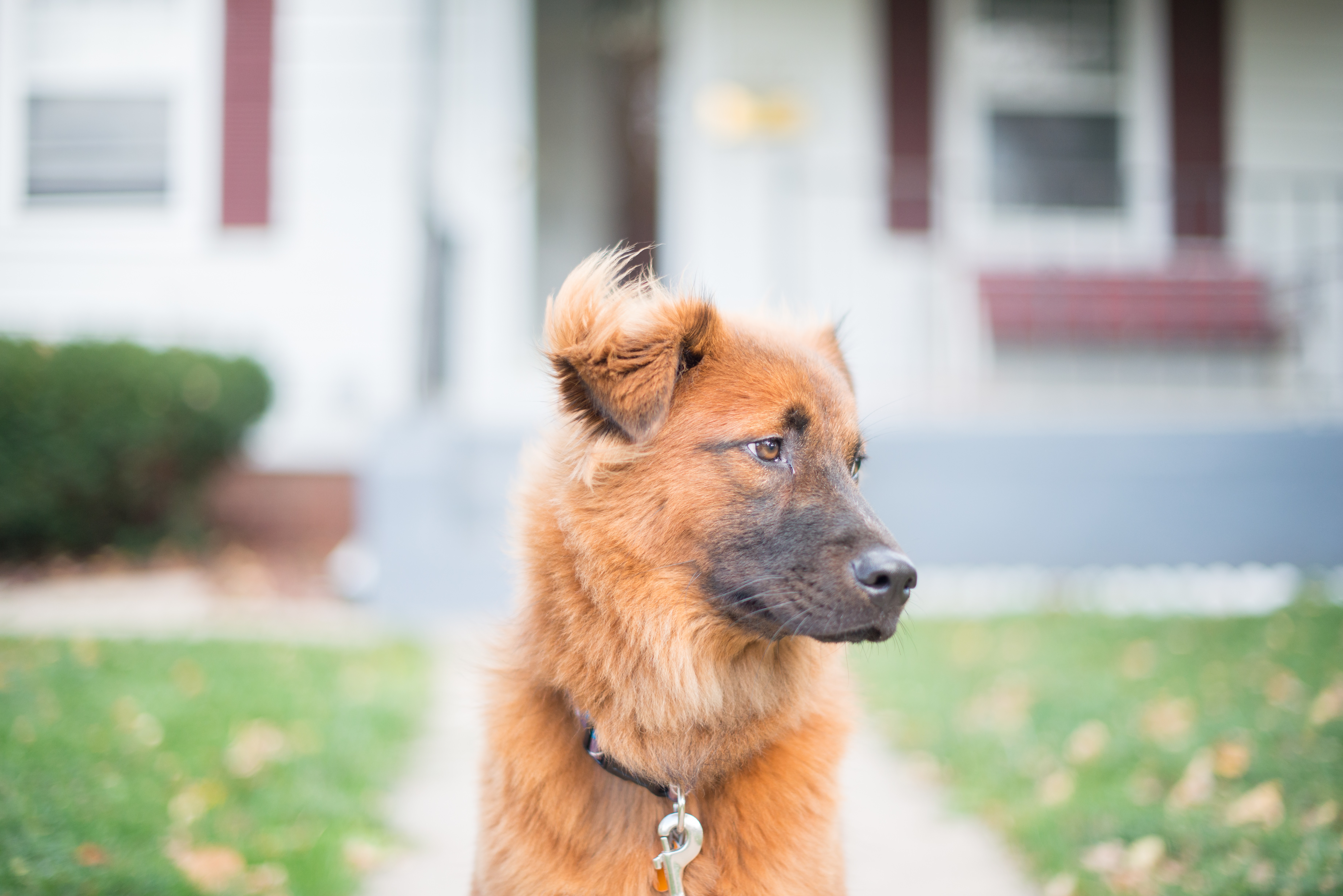 Chow Shepherd Mixed Dog Breed Pictures