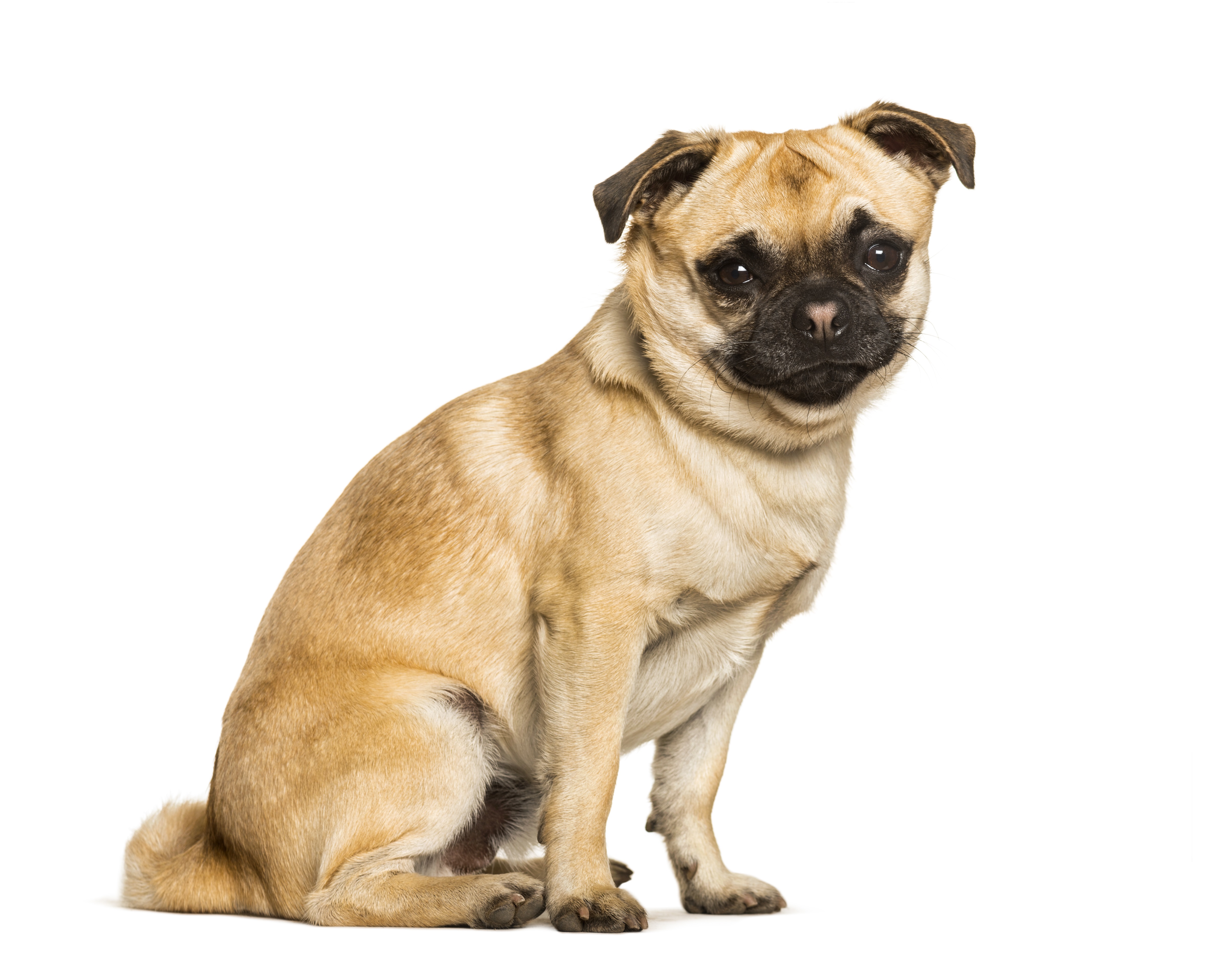 Chug Mixed Dog Breed Pictures, Characteristics, & Facts