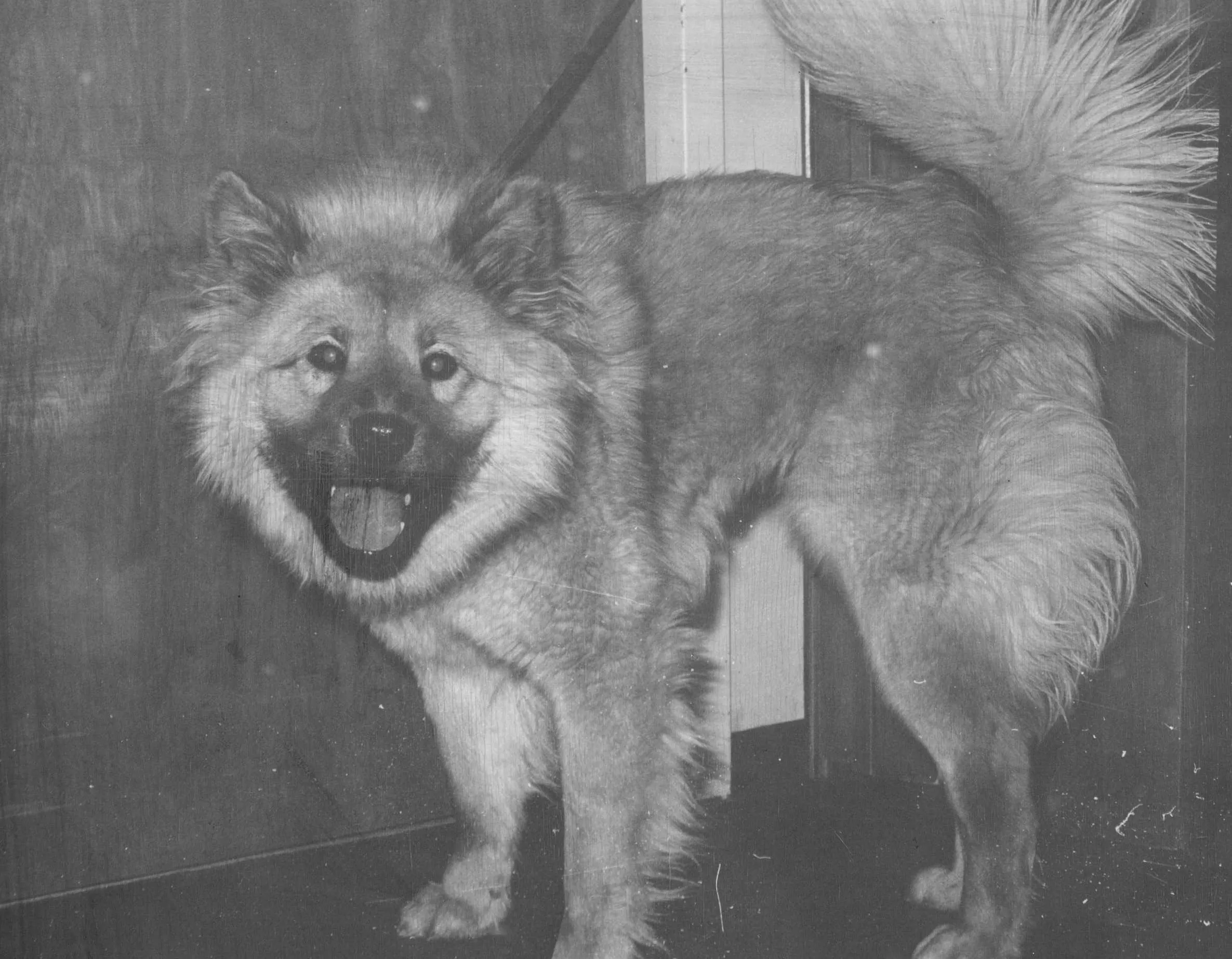 Chusky Mixed Dog Breed Pictures