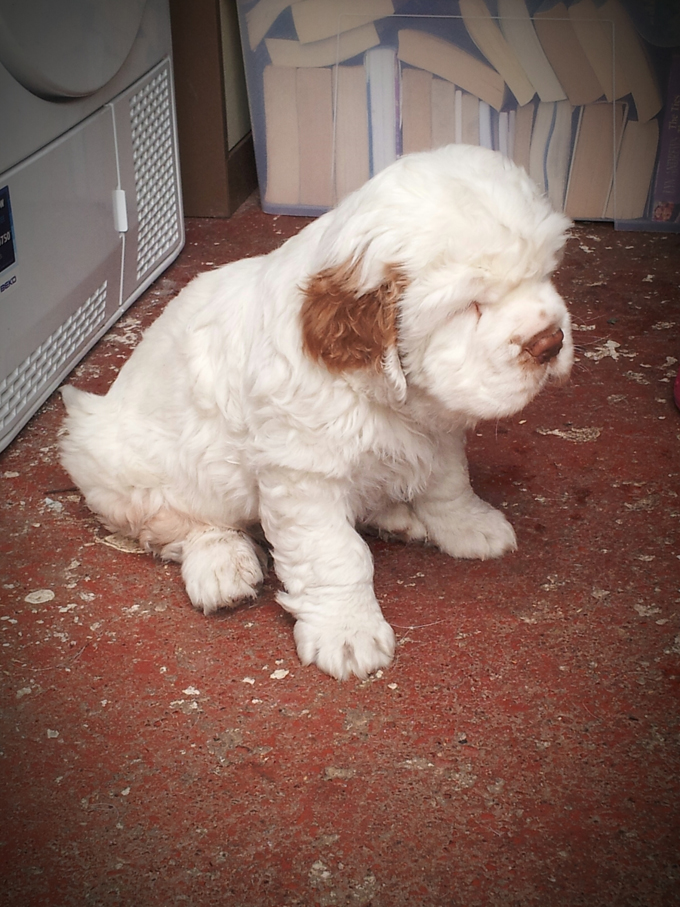 are clumber spaniel puppies lazy