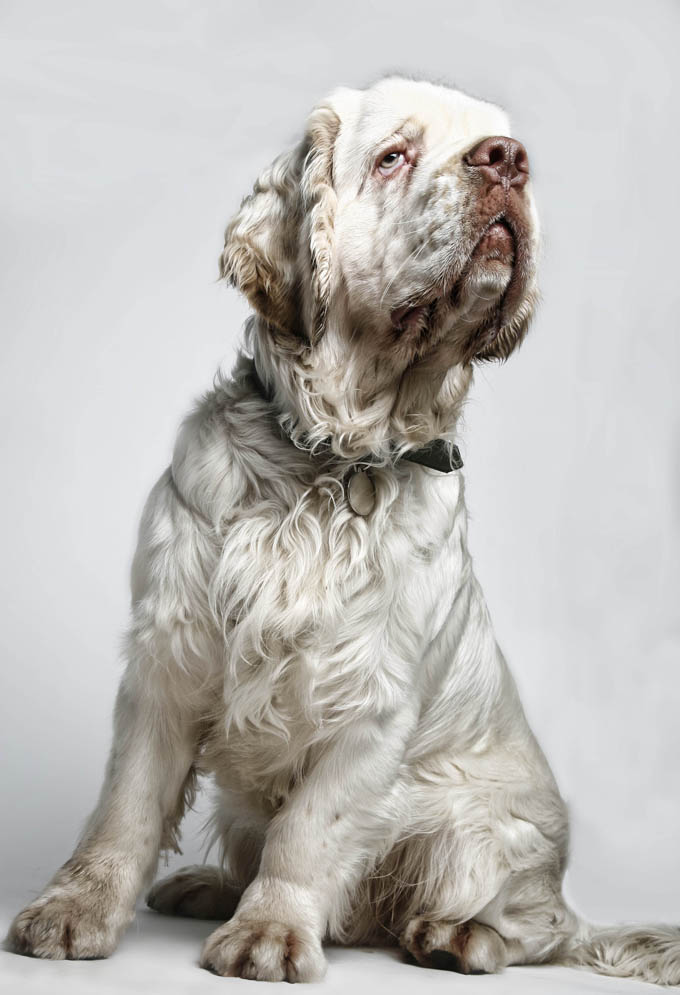 Clumber Spaniel Dog Breed Information, Pictures, Characteristics ...