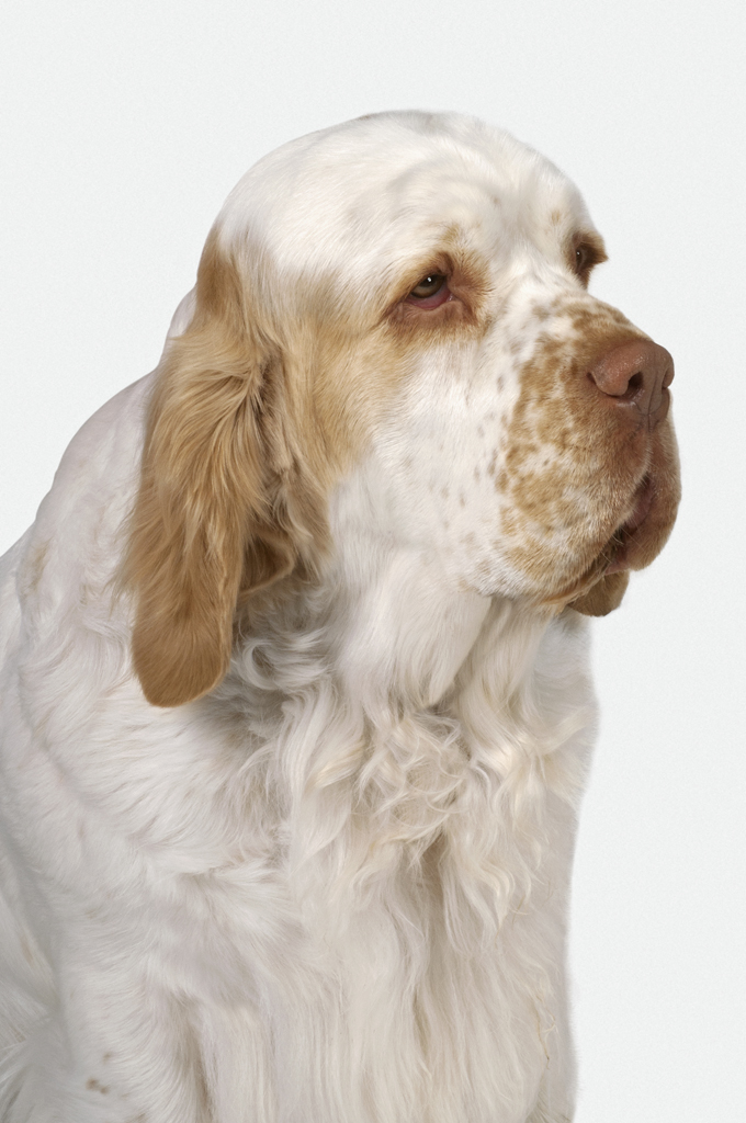 Clumber Spaniel Dog Breed Information, Pictures, Characteristics ...