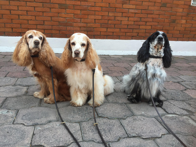 are russian spaniels friendly or dangerous to strangers