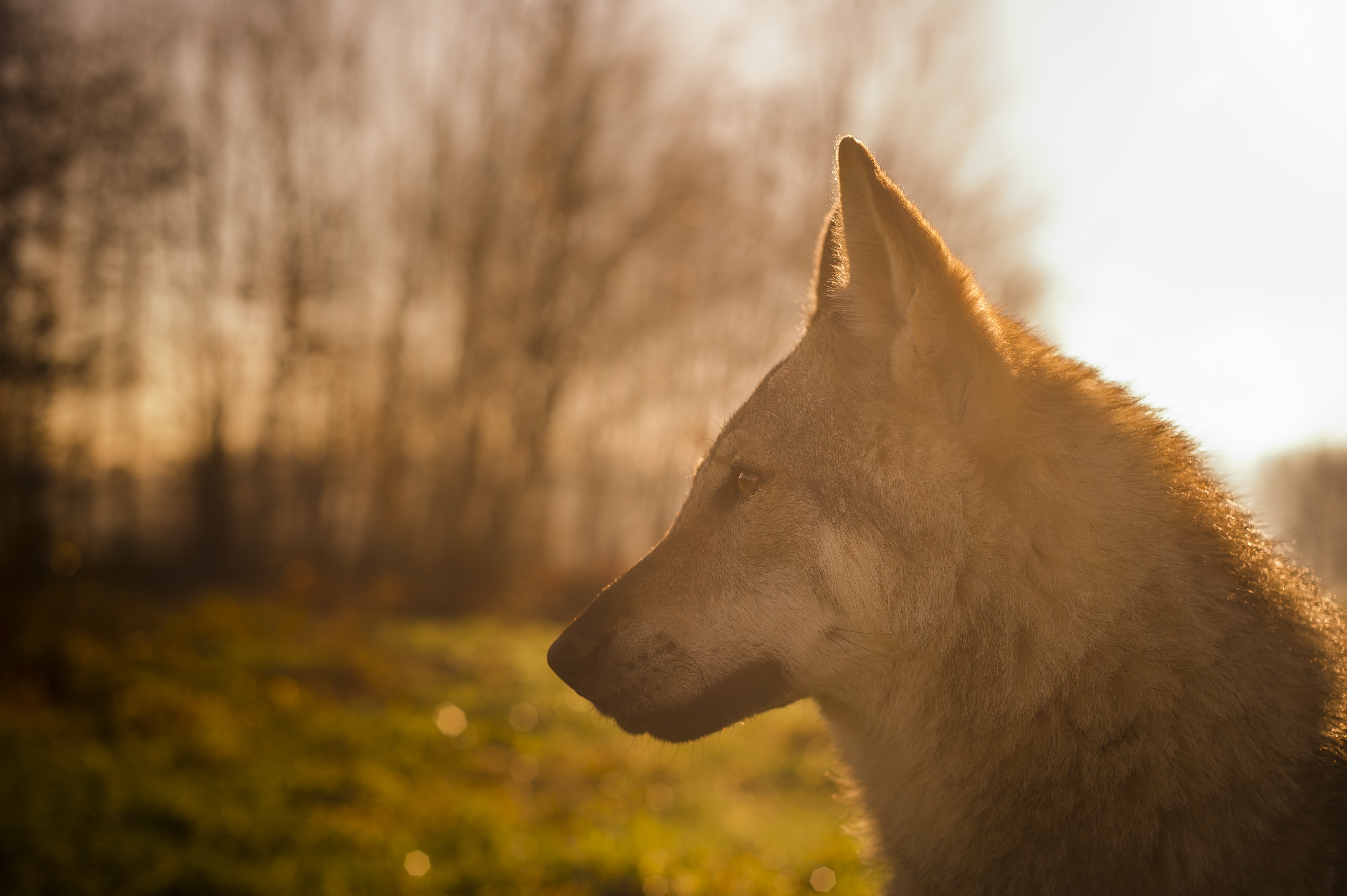 Czechoslovakian Vlcak Dog Breed Pictures Characteristics Facts   Czechoslovakian Vlcak Dog Breed Pictures 6 