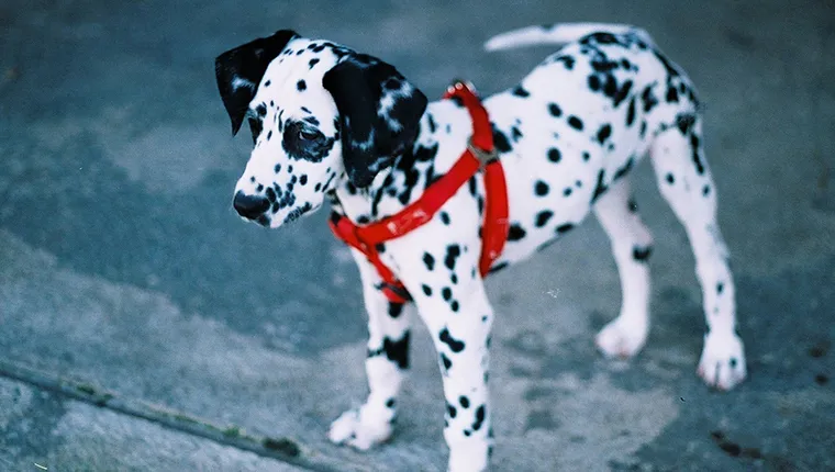 Dalmatian puppy with red harness