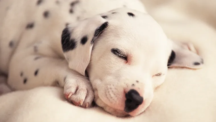Sleeping Dalmatian puppy
