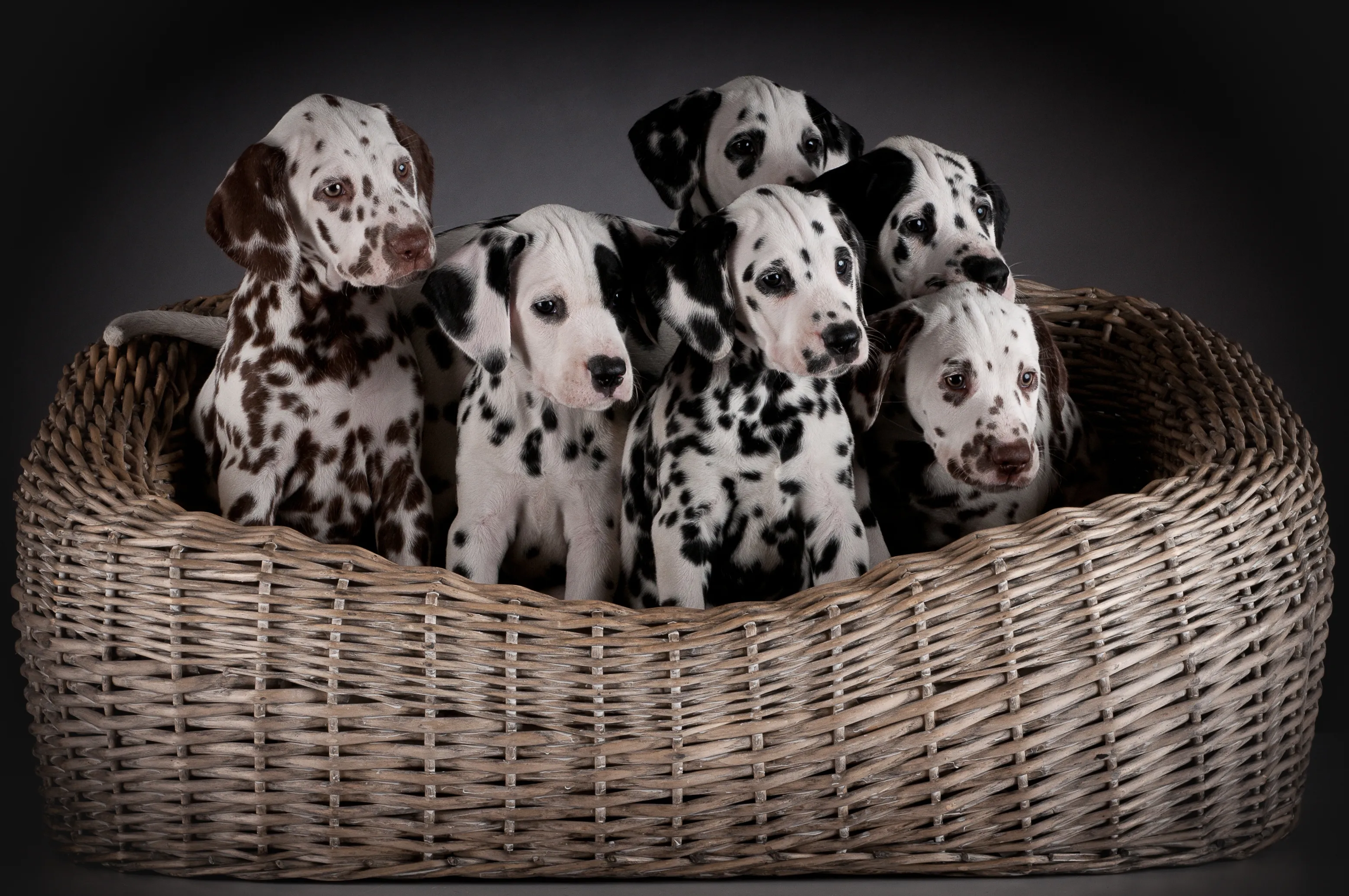 Dalmatian puppies in a basket