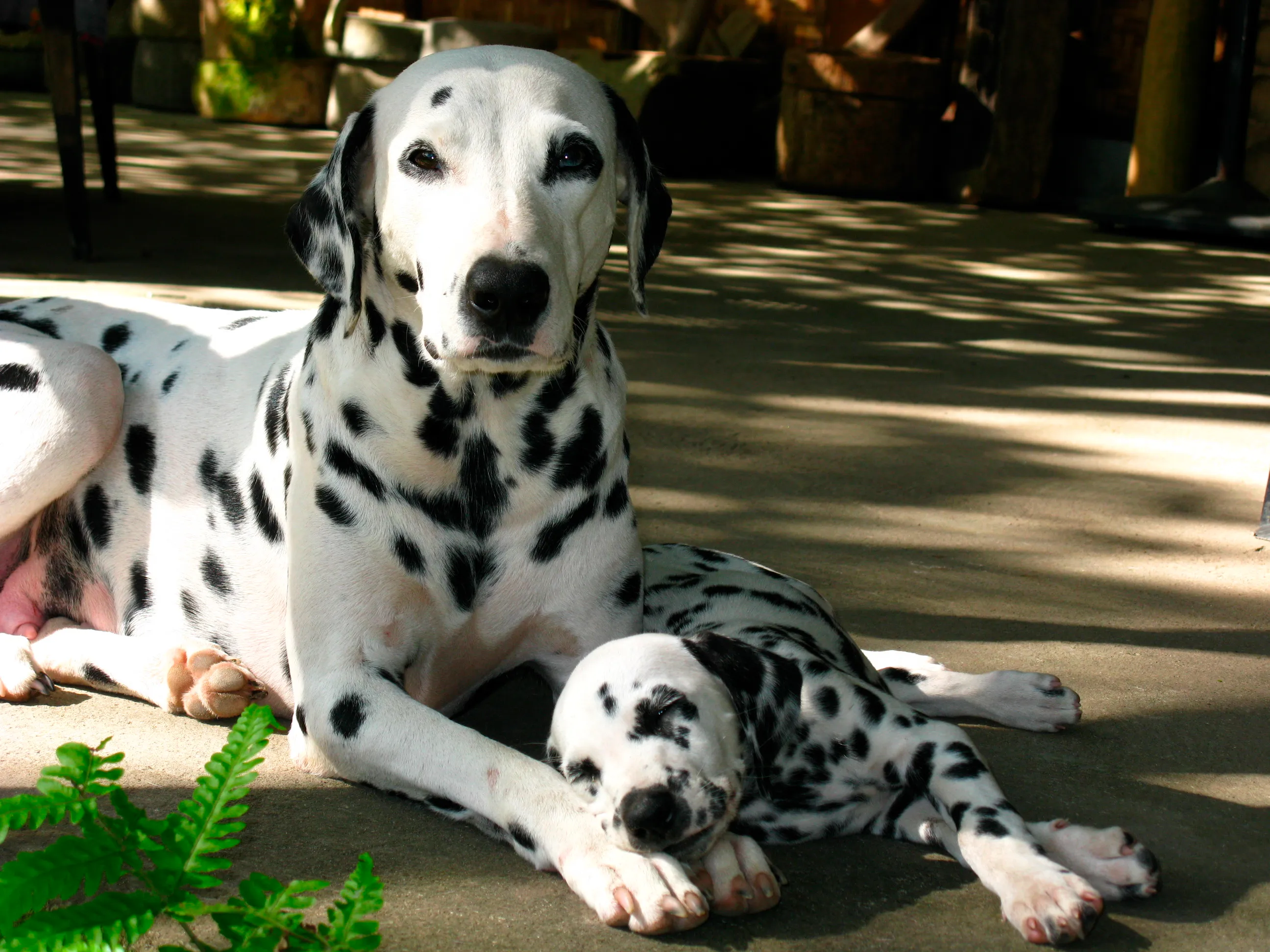A Dalmatian mother and her puppy