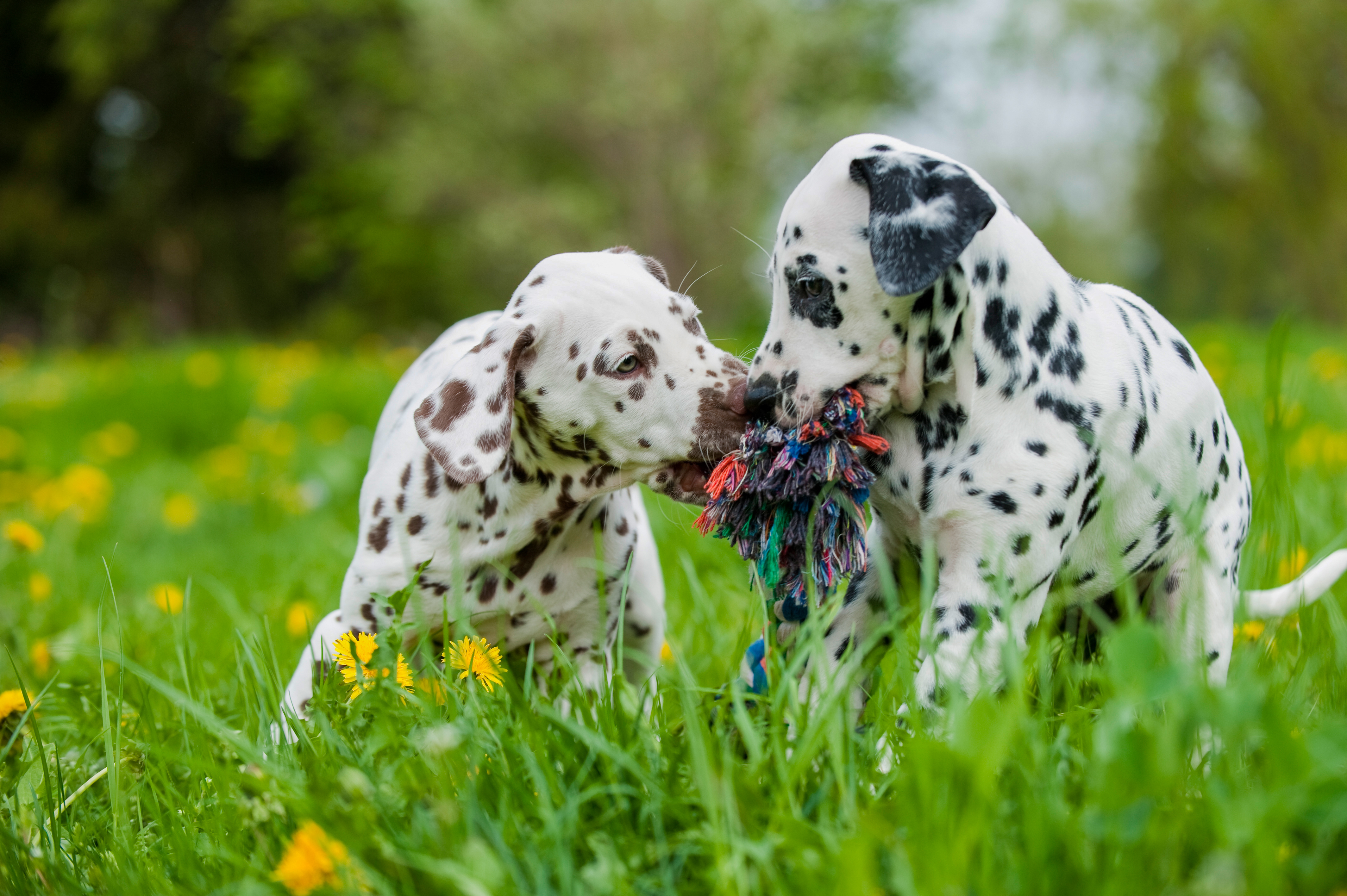 Dalmatian puppies in a meadow