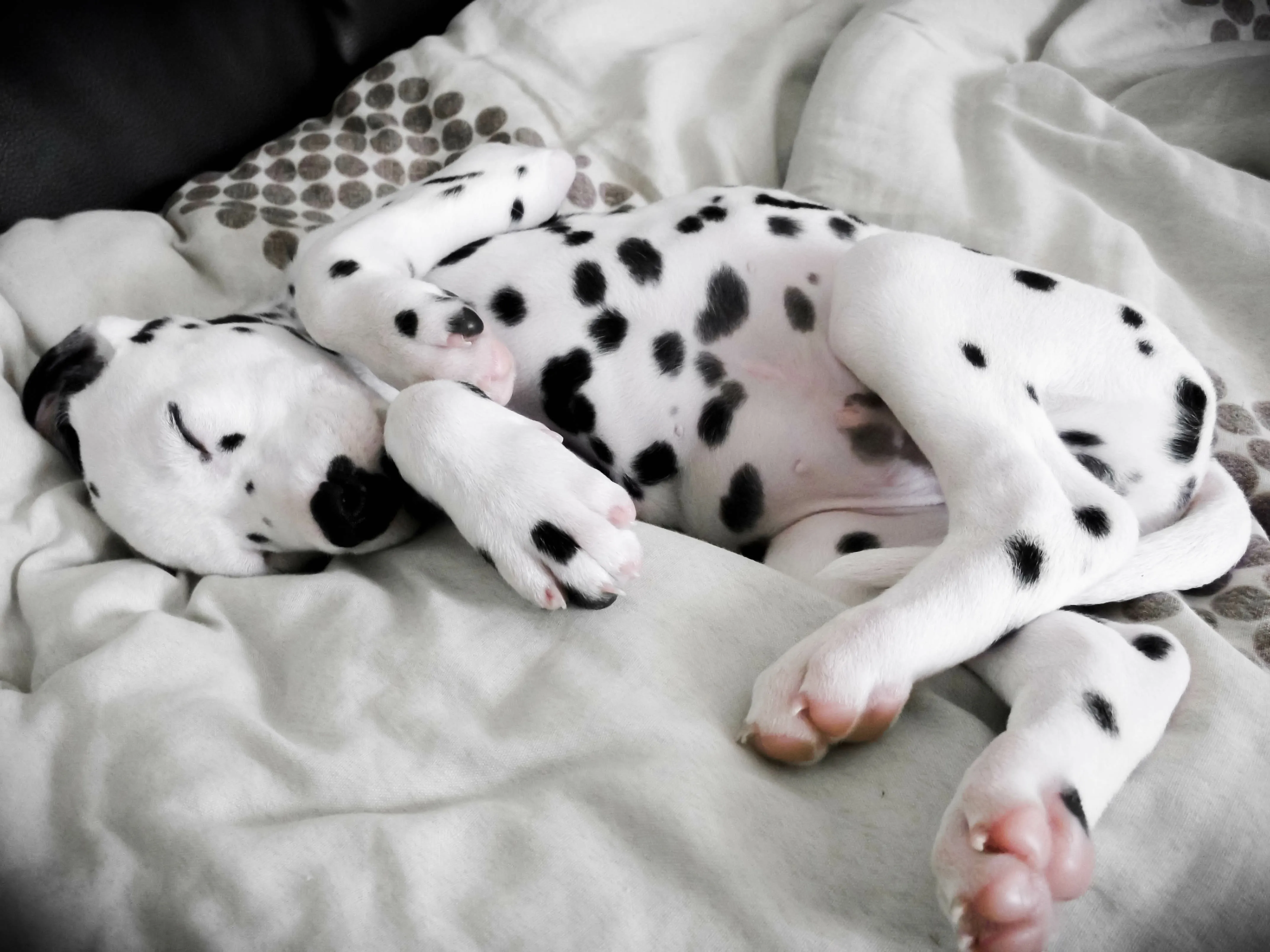 Dalmatian puppy napping on bed