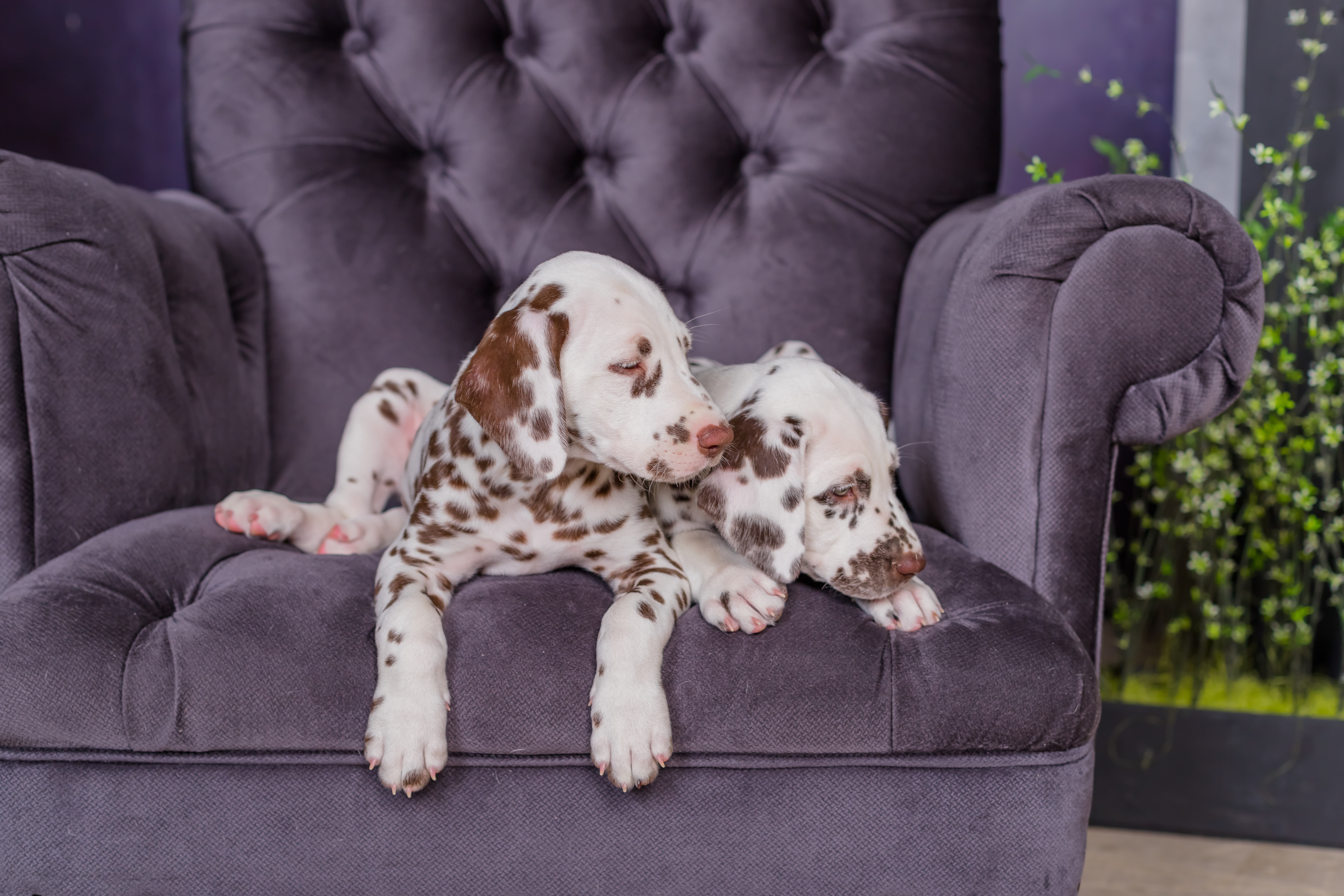 Two Dalmatian puppies on a chair