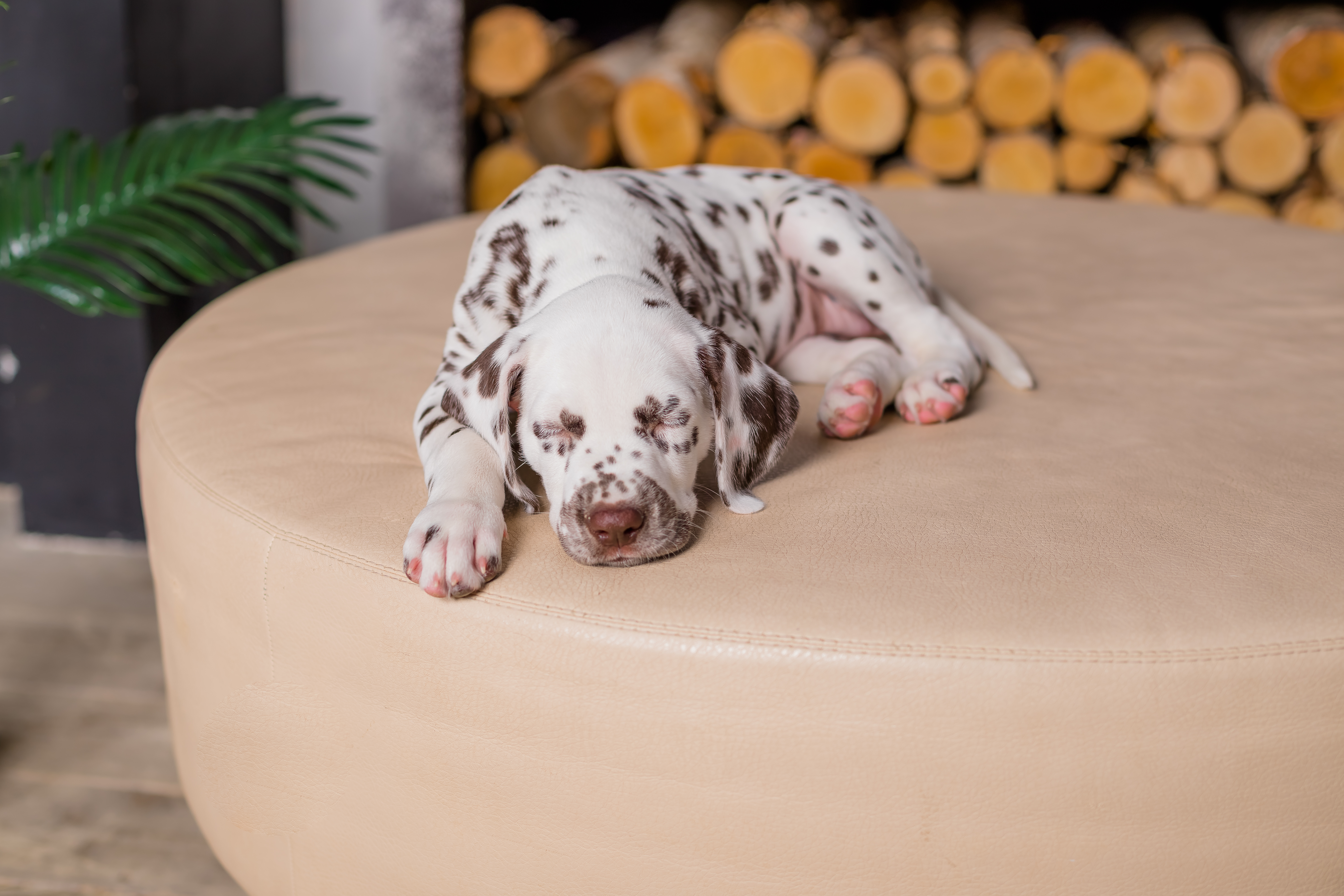 Sleeping Dalmatian puppy on a bed