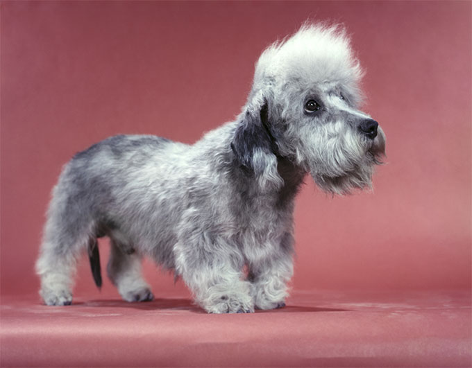 Dandie Dinmont Terrier Dog Breed Picture