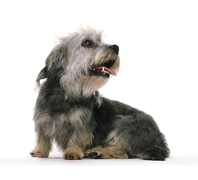 Dandie Dinmont Terrier Dog Breed Picture