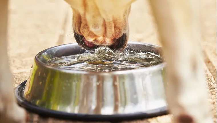Myth 3: Dogs Won't Get As Dehydrated In Cold Weather